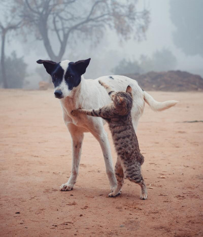 Condroprotectores, recomendados para tu perro o gato